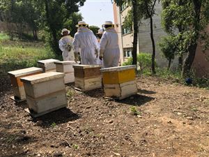 /Gallery/Events/ApprendreLApiculture/WhatsApp Image 2018-07-09 at 9.59.39 AM.jpeg